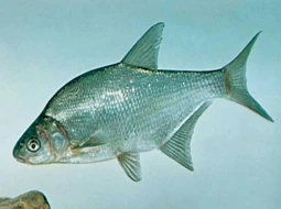 Çapak