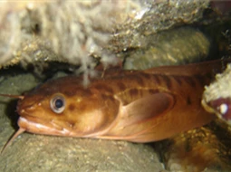 Gelincik