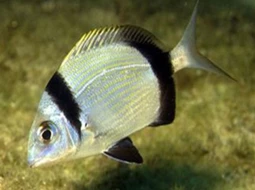 Karagöz