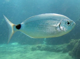 Melanurya