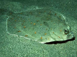 Pisi
