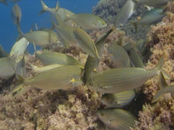 Sarpa